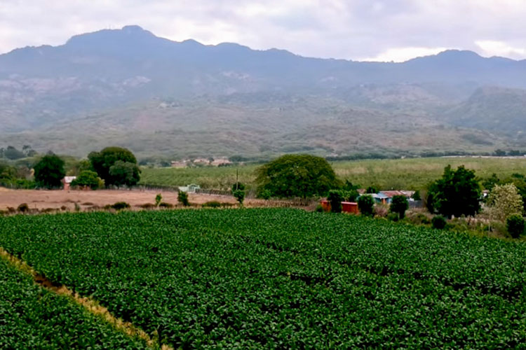 Davidoff Tobacco Field