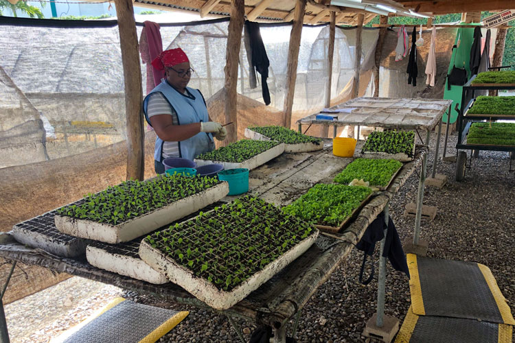 Davidoff Tobacco Sprouts Being Transplanted