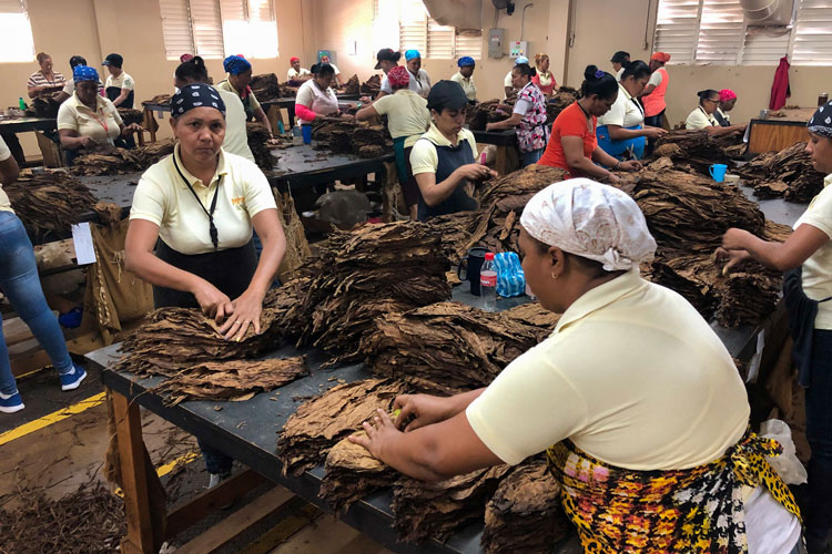 Davidoff Workers Deveining Cigar Leaves