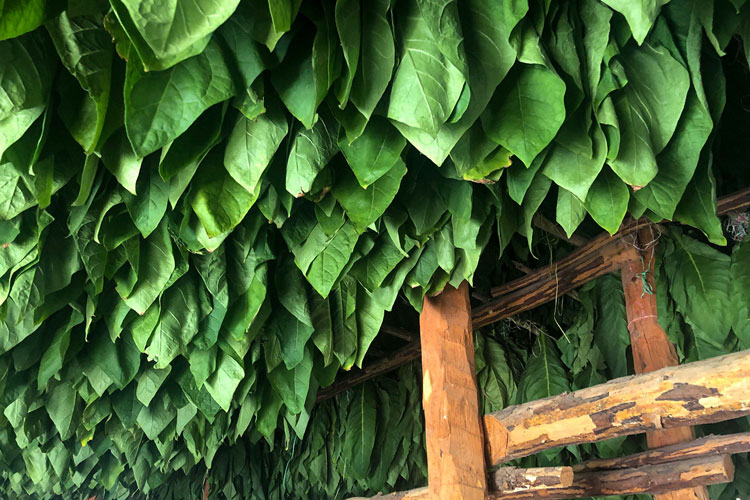 Green Tobacco In Curing Barn