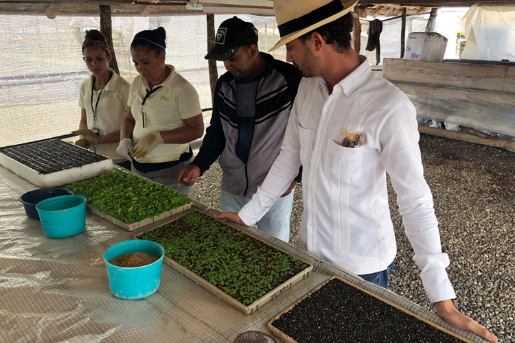 Klaas Kelner & Cigar Seedlings At Different Strages