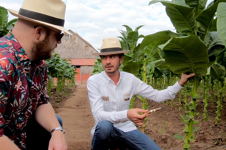 Klaas Kelner Demonstrating Davidoff Tobacco Primings
