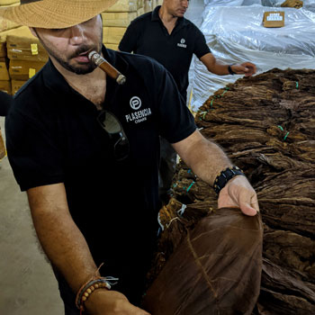 Nestor Plasencia Holding A Tobacco Leaf