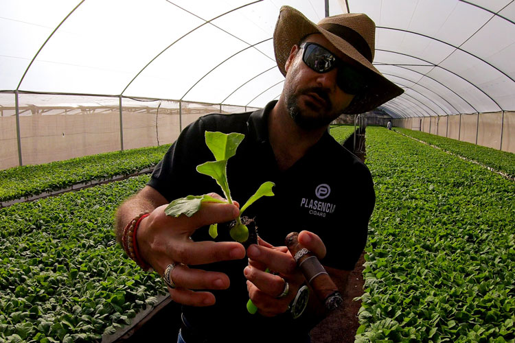 Nestor Plasencia Showing A Tobacco Sprout