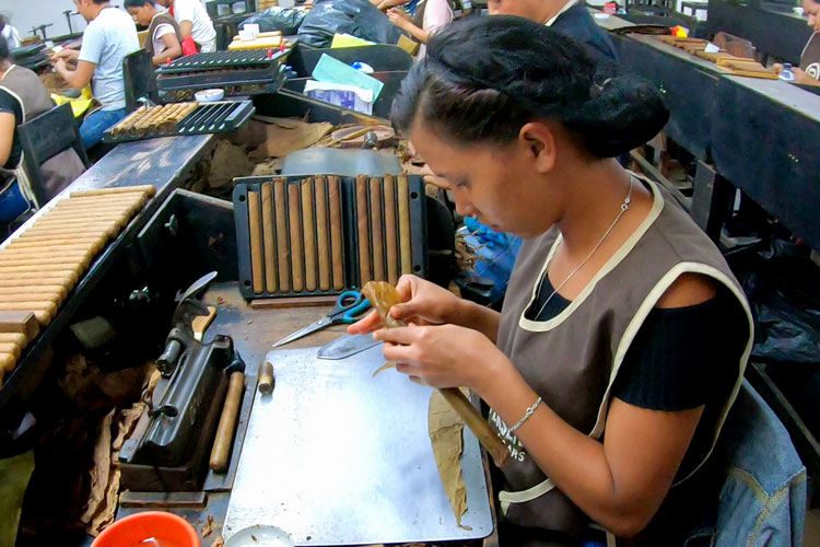 Plasencia Cigar Roller Finishing The Flag Leaf