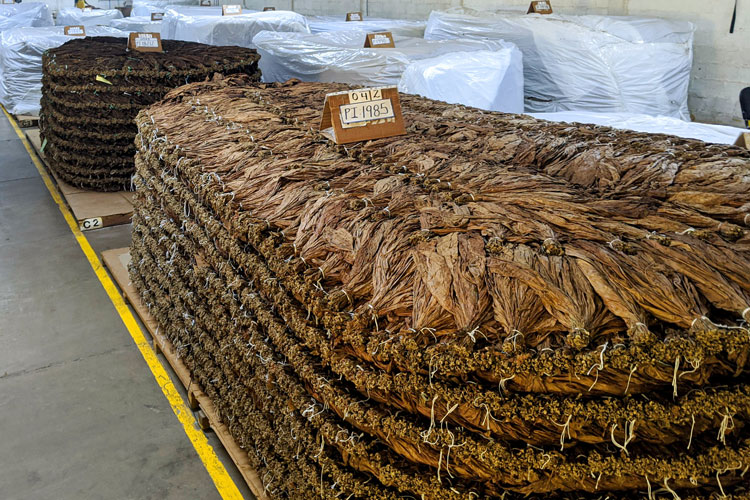 Plasencia Cigar Tobacco Fermenting In Pilones
