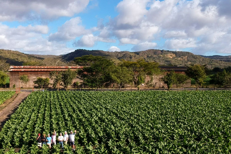 Plasencia Cigar Tobacco Field (1)