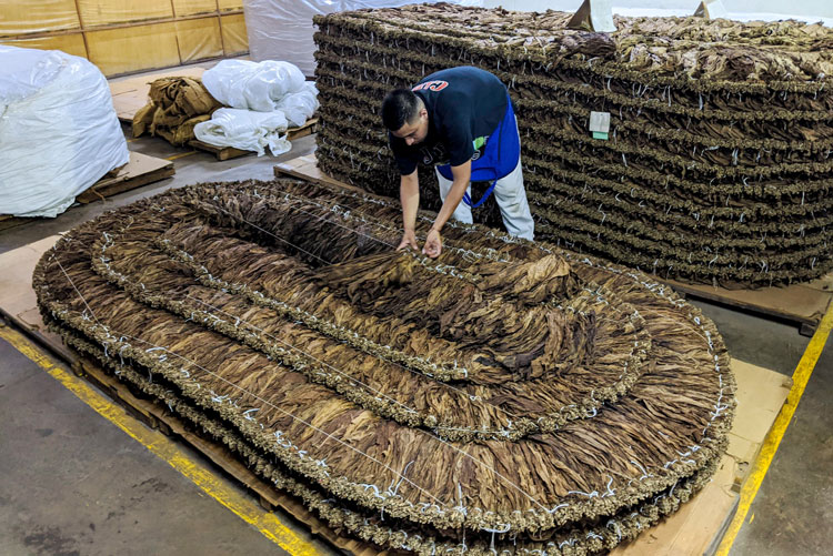 Plasencia Cigars Flipping Tobacco Pilon