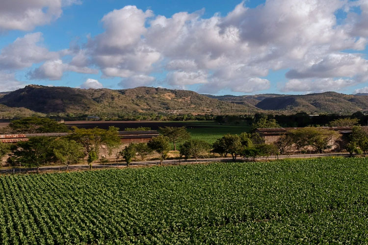 Plasencia Tobacco Field Nicaragua