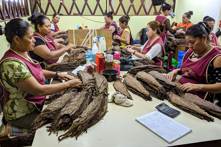 Rocky Patel Cigar Leaf Sorting