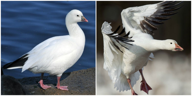 Ross Goose Vs Snow Goose