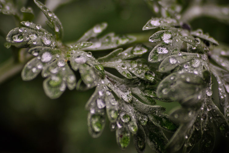 Wormwood Plant For Absinthe