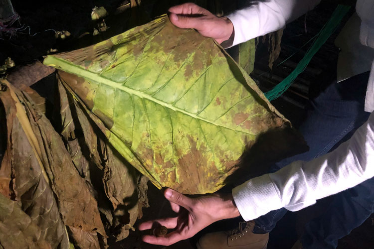 Yellowing Tobacco Leaf In Curing Barn