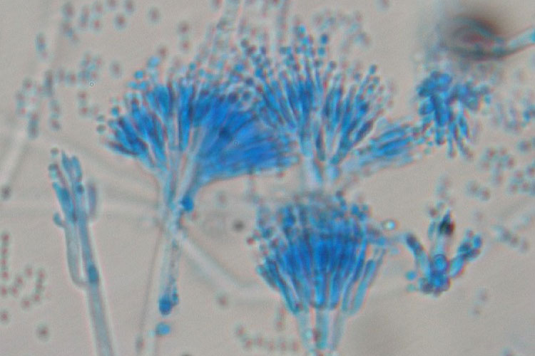 Penicillium, Carlos de Paz CC 2