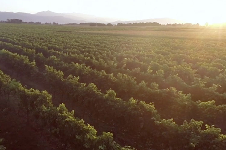 Nonino Grappa Vineyards