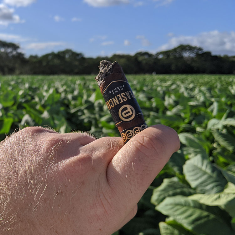 Plasencia Alma Fuerte Cigar