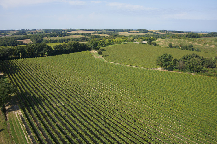 Delord Armagnac Gers Vineyard