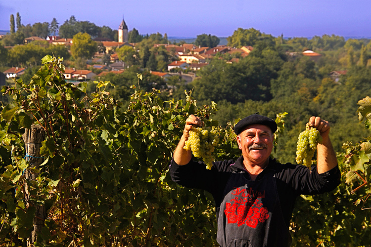 Delord Armagnac Rinaldo Grape Harvest