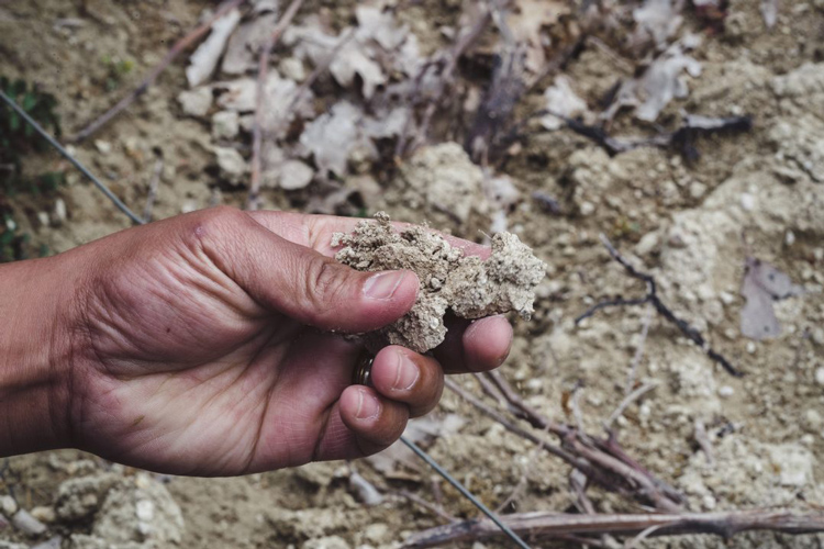 Domaine Arton Haut Armagnac Soil