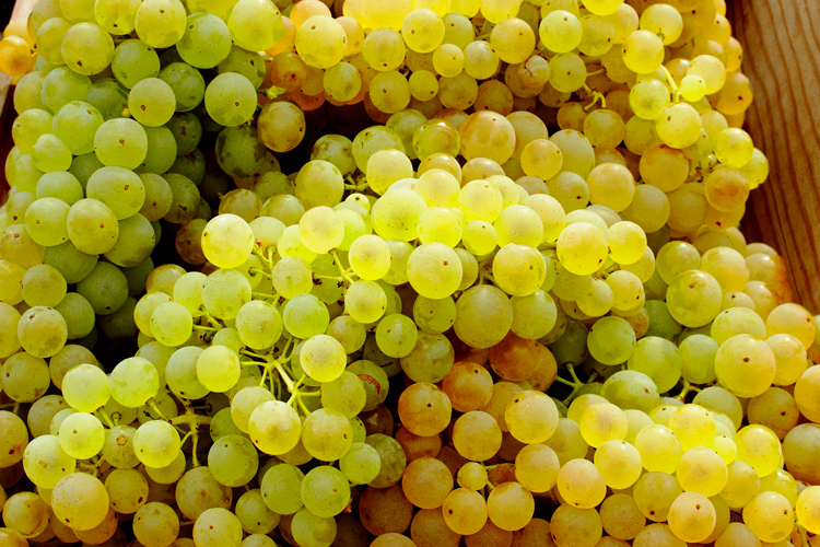 Martell Cognac Grapes