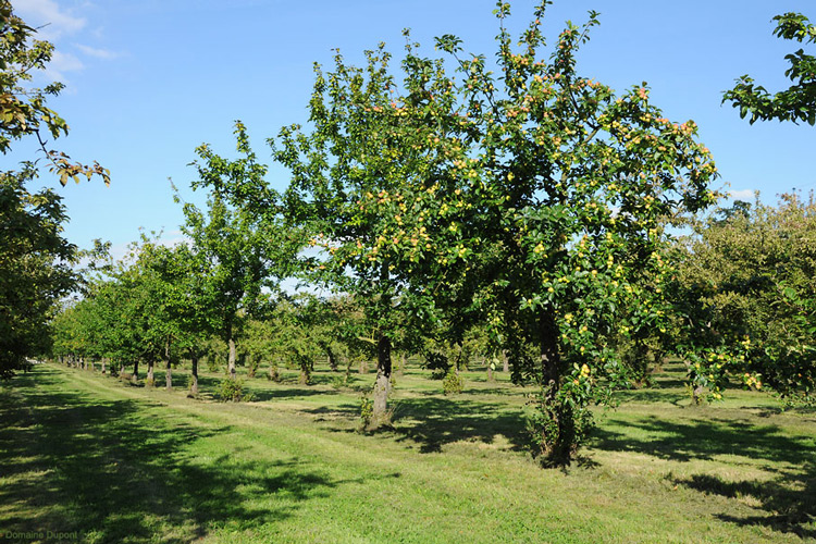 Dupont Calvados Apple Orchard