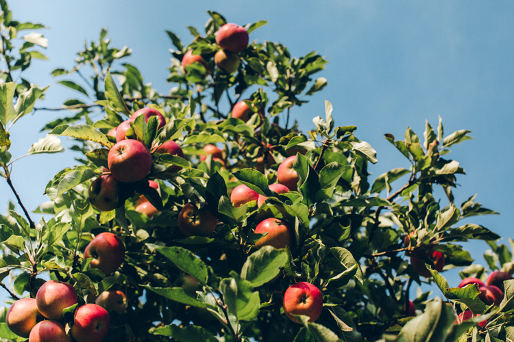 What Is Calvados Made From