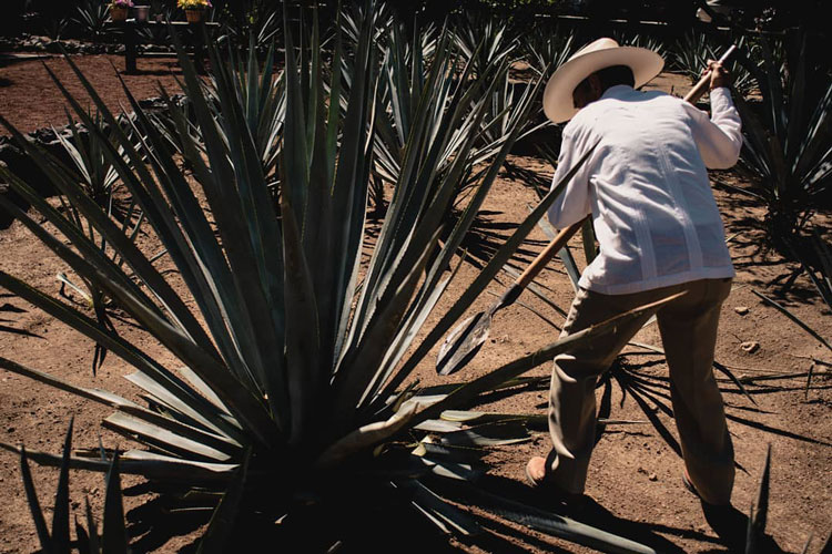 Casa Noble Farmer Harvesting Agave For Tequila
