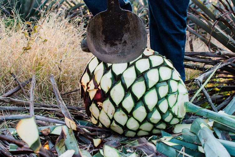Cutting Fortaleza Agave For Tequila