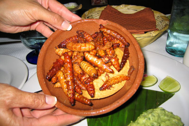 Fried Gusano Rojo de Maguey
