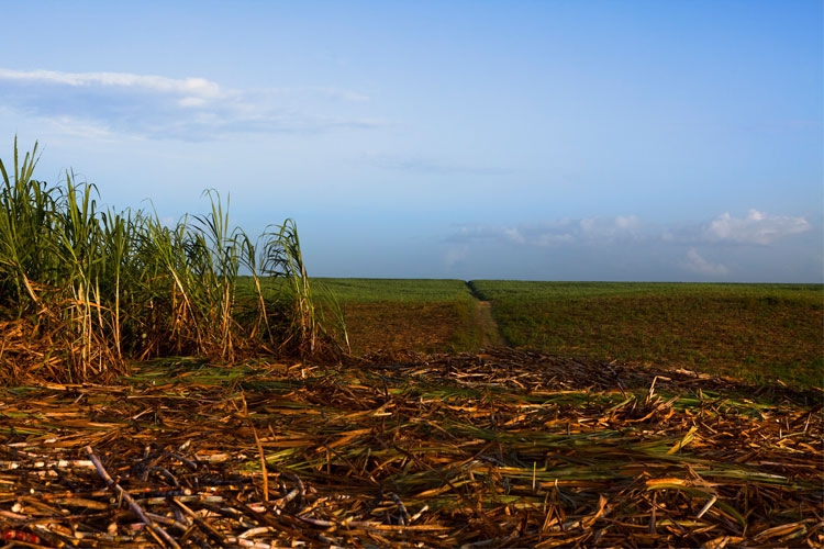 Ron Barcelo Sugarcane Plantation