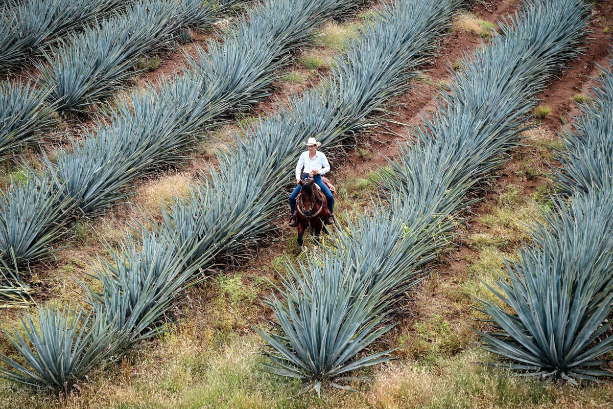 Tequila Agave Field