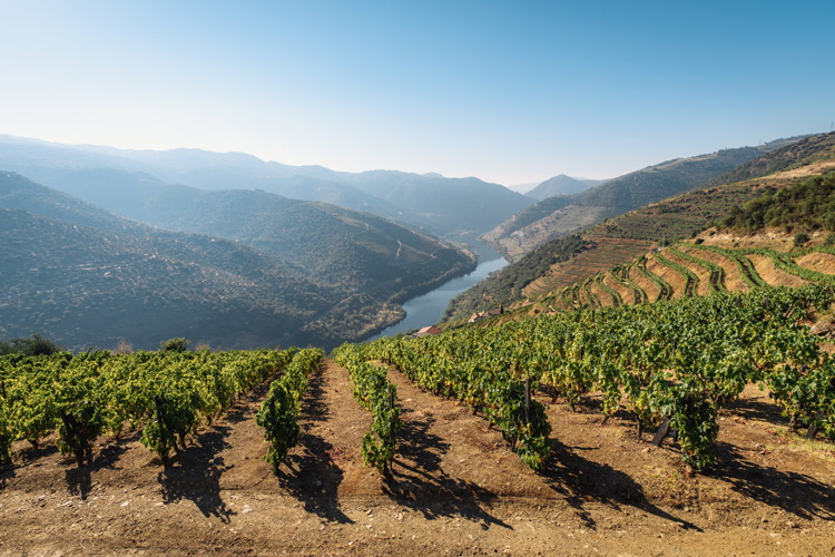Douro Valley Port Wine Vineyards
