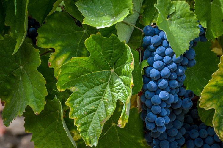 Graham's Port Wine Grapes