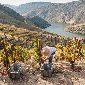 Taylor's Winemaking Picking Port Wine Grapes