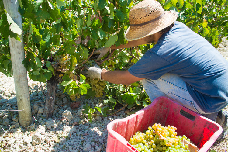 Harvesting Palomino Sherry Grape