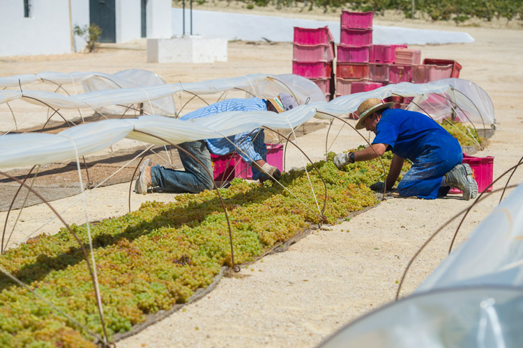 Pedro Ximénez Grapes Under The Sun