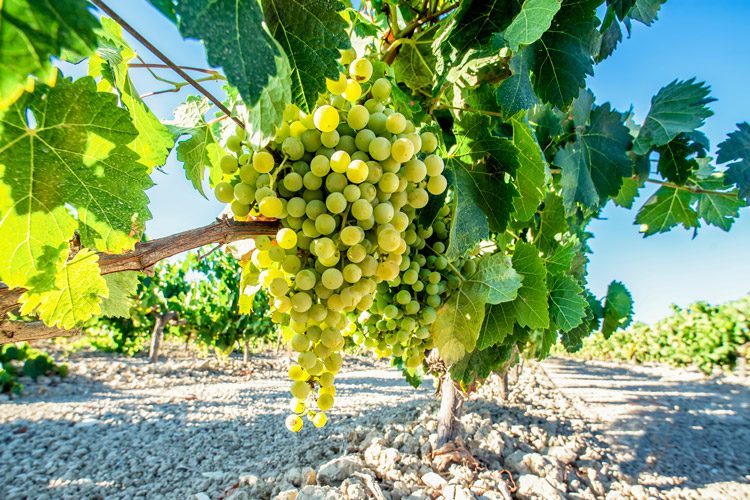 What Is Sherry Made From - Palomino Grape