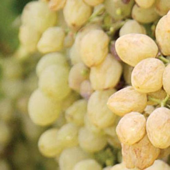 Cossart Gordon Bual Grape