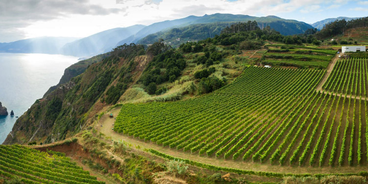 Cossart Gordon Madeira Vineyards