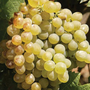 Cossart Gordon Terrantez Grape