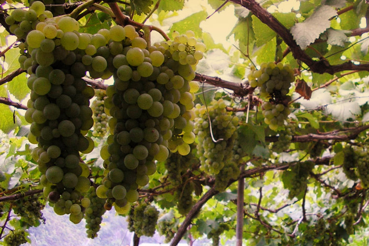 HM Borges Malvasia Grape