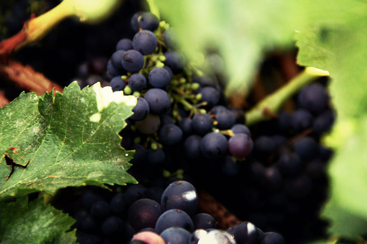 HM Borges Tinta Negra Grape