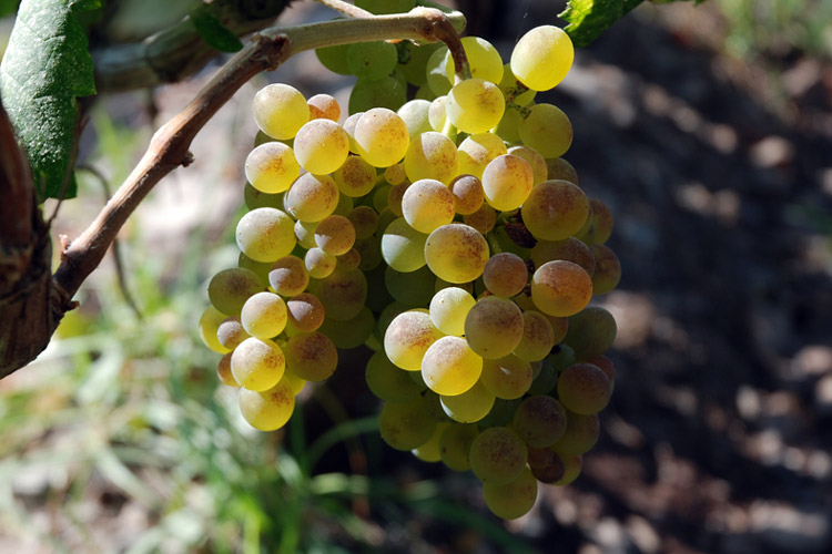 Junstino's Verdelho Madeira Grape