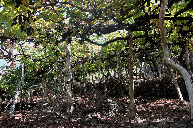 Justino's Madeira Wine Vineyard