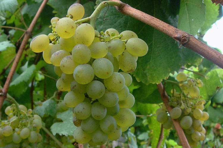 Justino's Sercial Grape