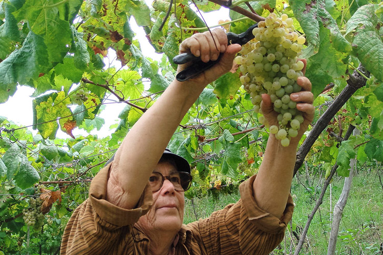 Picking Justino's Madeira Wine