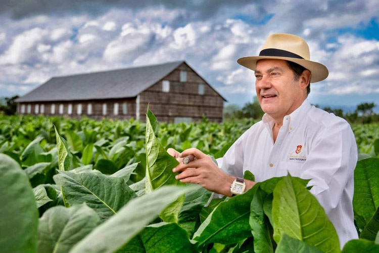 Guillermo León Herbert In Tobacco Field