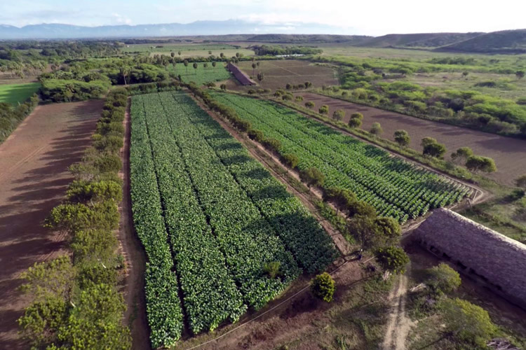 La Aurora Tobacco Field