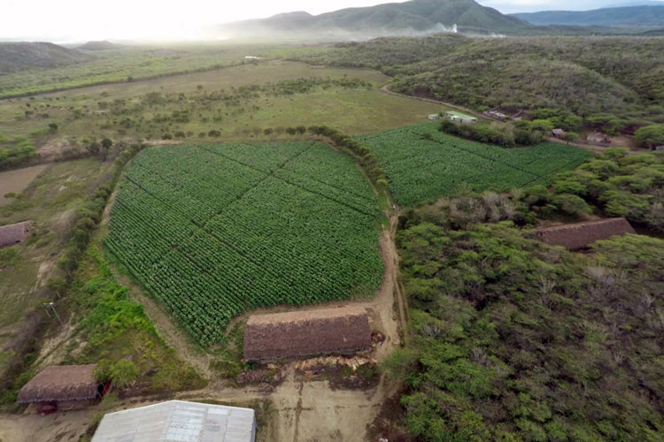 La Aurora Tobacco Fields