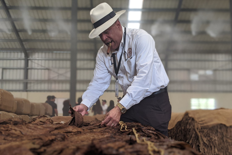 Manuel Inoa Inspecting Fermenting La Aurora Cigar Tobacco Pilon